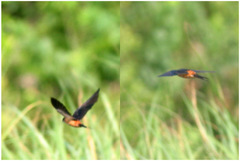 Cecropis senegalensis