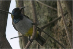 Anabathmis reichenbachii