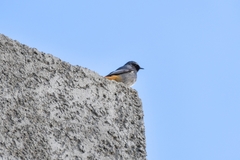 Phoenicurus ochruros