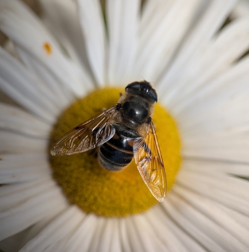 Unknown species found near Wenham, MA 01984, USA
