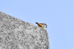 Phoenicurus ochruros