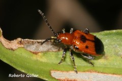 Neolema dorsalis orbignyi