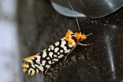 Moerarchis clathrata