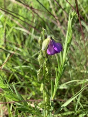 Polygala gracilenta