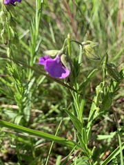 Polygala gracilenta