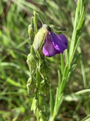 Polygala gracilenta