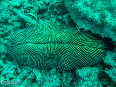 Ctenactis echinata