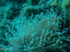 Euphyllia glabrescens