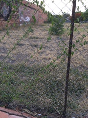Ipomoea plebeia