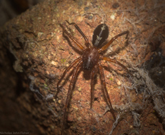 Leichhardteus albofasciatus