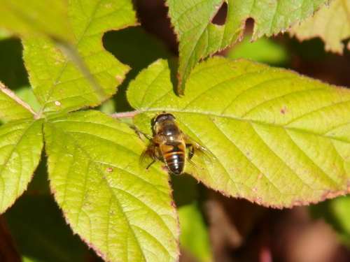 Unknown species found near Rupert, VT, USA