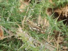 Chorthippus binotatus binotatus