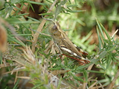 Chorthippus binotatus binotatus