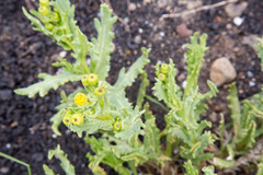 Senecio aetnensis