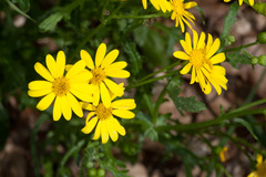 Senecio squalidus rupestris