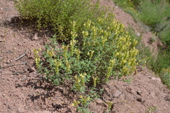 Scutellaria adenostegia