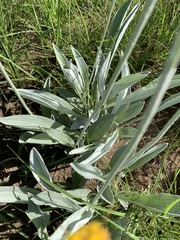 Helichrysum pallidum