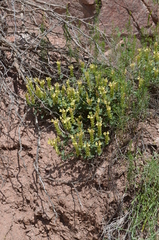 Scutellaria adenostegia