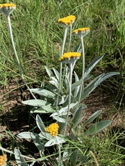 Helichrysum pallidum