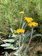 Helichrysum pallidum
