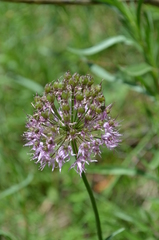 Allium chychkanense