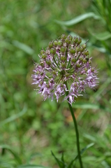 Allium chychkanense