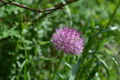 Allium chychkanense