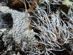 Thamnolia vermicularis vermicularis