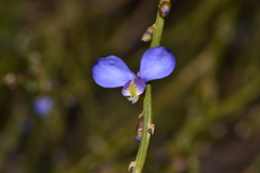 Comesperma scoparium