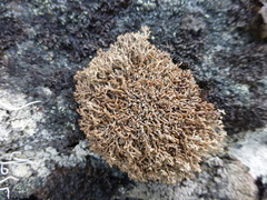 Sphaerophorus fragilis