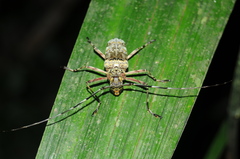 Macropophora trochlearis