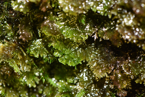 Riccardia multifida ssp. multifida