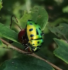 Chrysocoris patricius