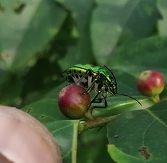 Chrysocoris patricius