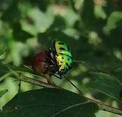 Chrysocoris patricius