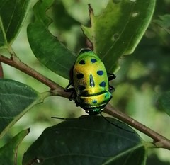 Chrysocoris patricius