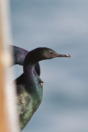 Pelagic Cormorant