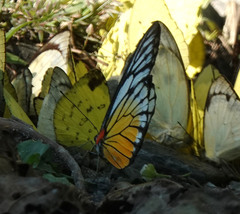 Prioneris clemanthe
