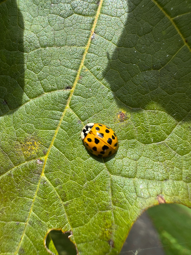 Asian Lady Beetle photographed in Rhode Island