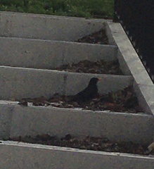 Turdus merula