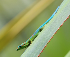 Phelsuma cepediana