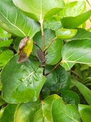 Mictis longicornis