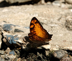 Vagrans sinha