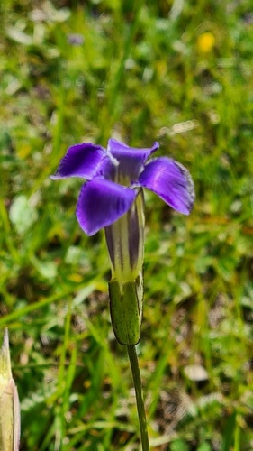 swamp gentian (Gentianopsis paludosa)