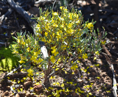 Hibbertia subvaginata