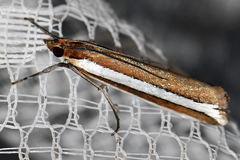 Corynophora lativittalis
