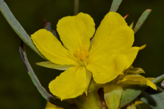 Hibbertia subvaginata