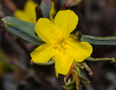 Hibbertia subvaginata