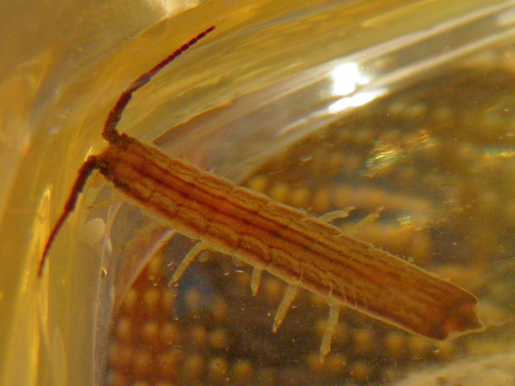 Idotea ochotensis