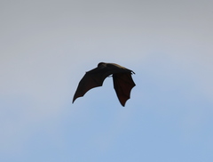 Pteropus niger